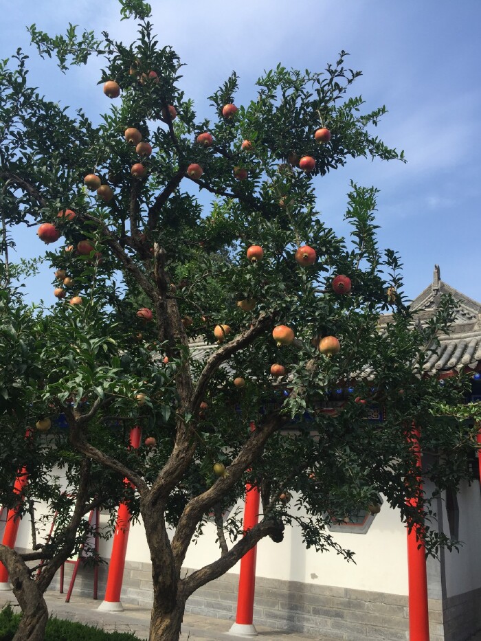 刻骨铭心的西安之旅