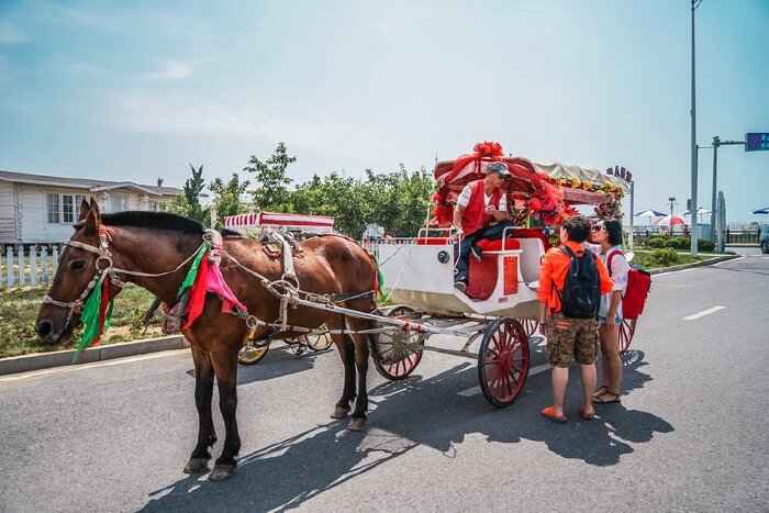 美子小编和火火在和马车夫"谈判".