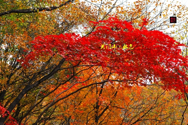 關門山位於遼寧省本溪縣,是中國著名的楓葉觀賞區,景區內有楓樹訛達