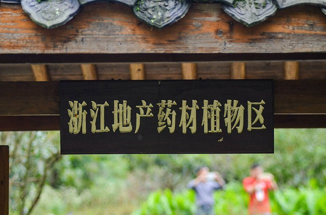 磐安縣大盤山藥用植物園已成為中醫藥院校和師範大學學生的中藥材科普