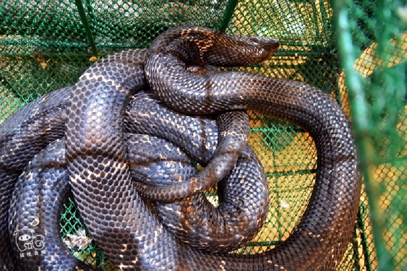 食在广州 | 三代传承,第一手货的榕蛇再度插旗同德围!