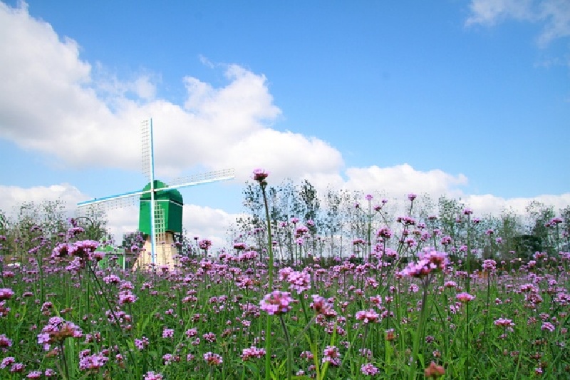 江苏盐城荷兰花海,我心中中的桃花源