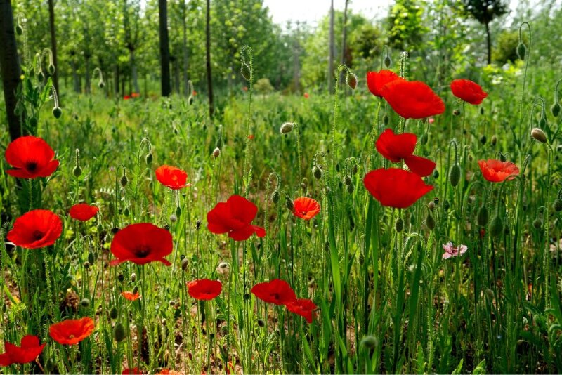 发现【菏泽】绿树红花相映成趣_菏泽动态_途牛