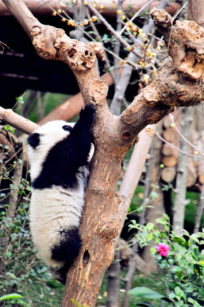 大熊猫爬树挂在树上像芝麻口味的汤圆 树枝险些被压断熊猫爬树,大熊猫