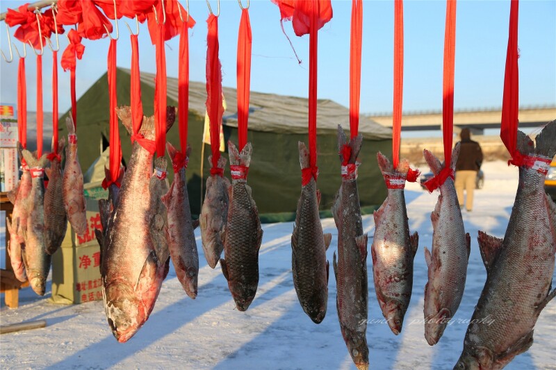 被红绳挂起来的镜泊湖鱼寓意着好运