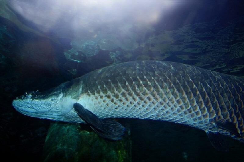      南美淡水魟鱼的正面,眼睛也