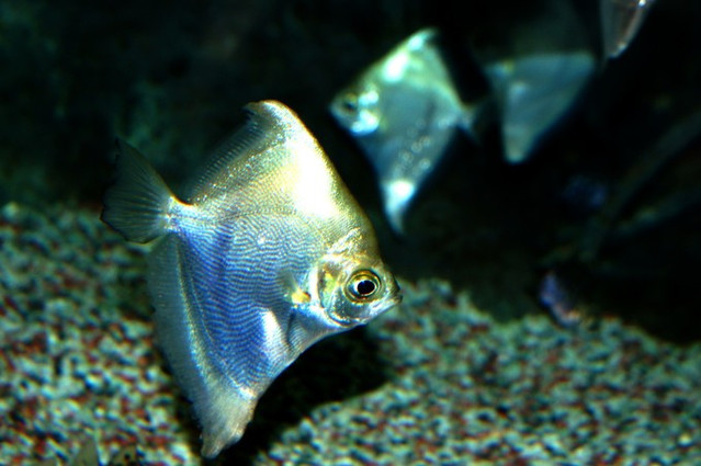 射水魚是印度洋-太平洋地區射水魚科,5種魚的統稱,以其能從口中射出