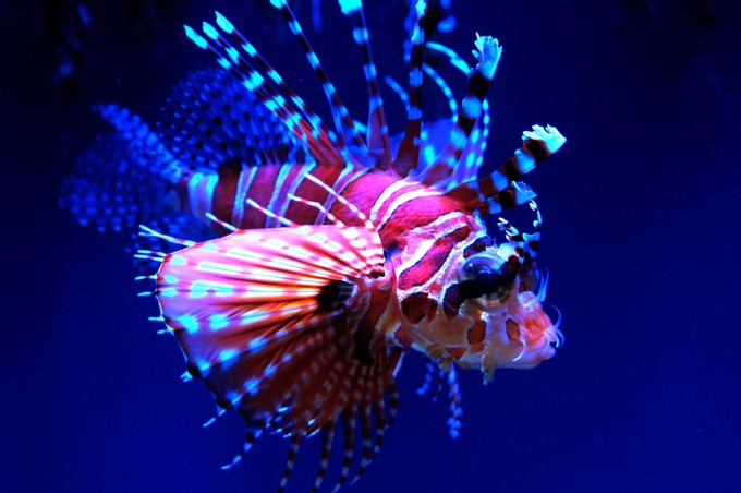 的狮子鱼有四种,包括网纹狮子鱼,黑斑狮子鱼,细纹狮子鱼和河北狮子鱼