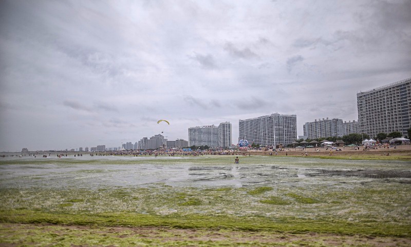 由於風浪與潮汐的影響,大片滸苔侵入海陽市鳳城海域,沿岸一帶的海邊被