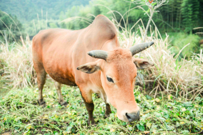 随处可见的牛,乡村的风景.