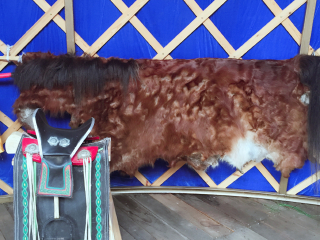 巴尔虎蒙古部落