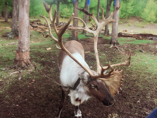 莫尔道嘎白鹿岛