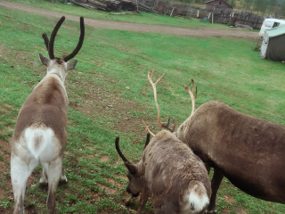 莫尔道嘎白鹿岛