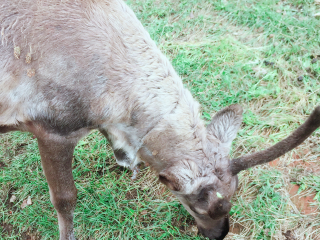 莫尔道嘎白鹿岛