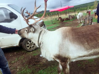 莫尔道嘎白鹿岛