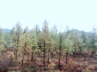 莫尔道嘎国家森林公园