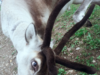 莫尔道嘎白鹿岛