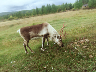 莫尔道嘎白鹿岛
