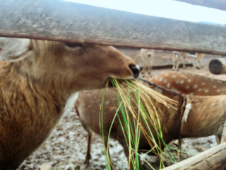 莫尔道嘎白鹿岛