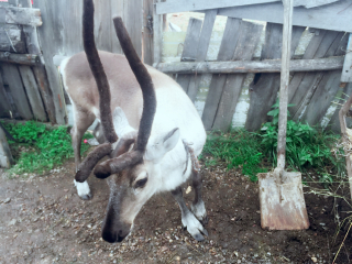 莫尔道嘎白鹿岛