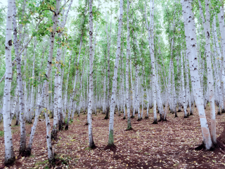 哈巴河白桦林景区