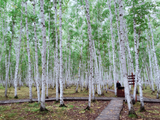 哈巴河白桦林景区