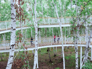 哈巴河白桦林景区