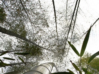 阳明山国家森林公园