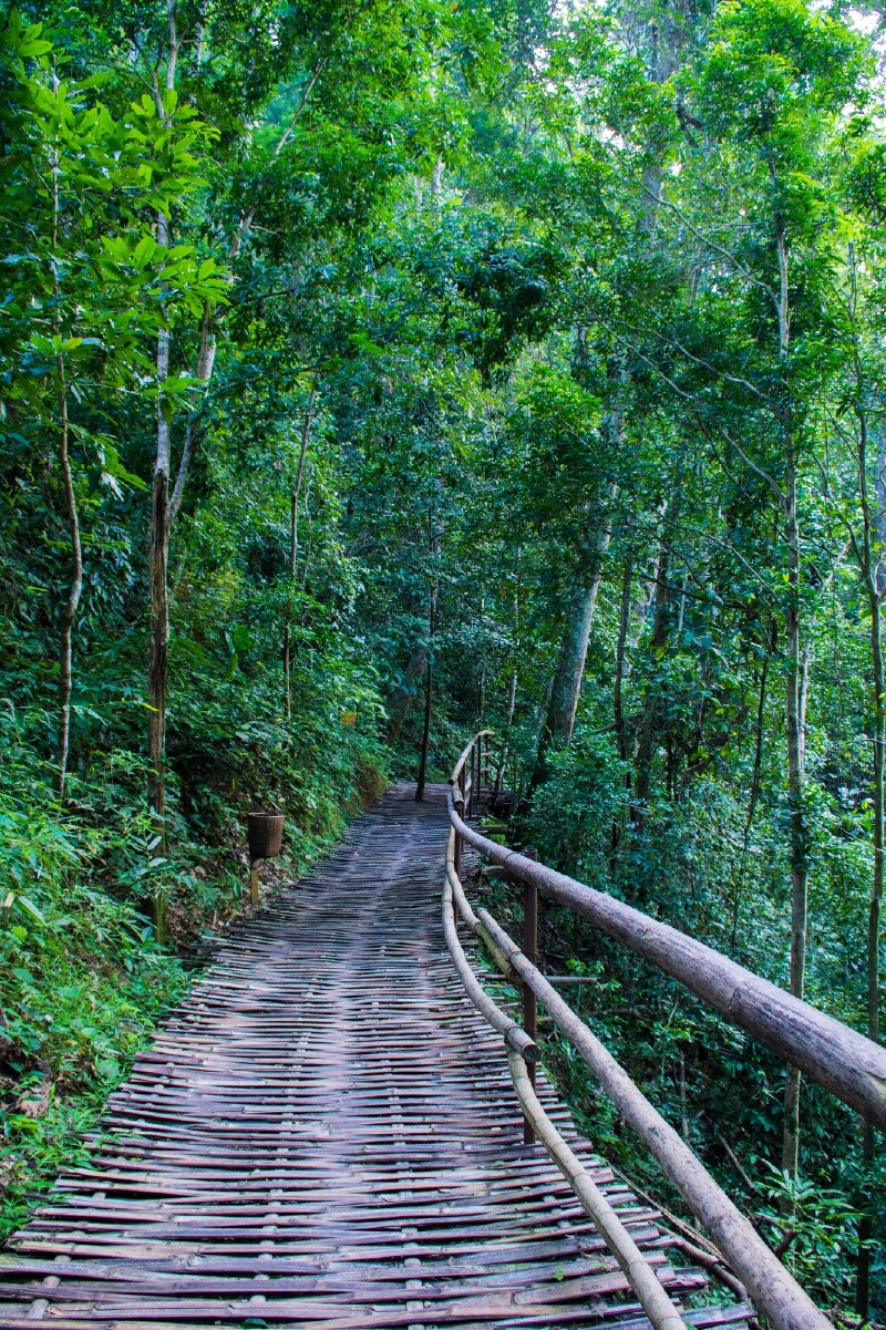   西双版纳原始森林公园