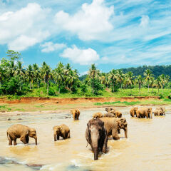 Pinnawala elephant orphanage, Sri Lanka.