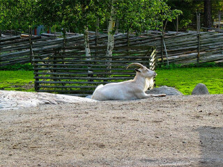 斯堪森露天博物馆