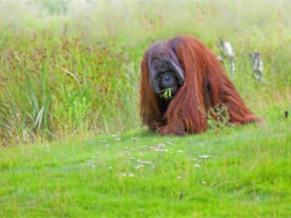 西必洛猿人保护区