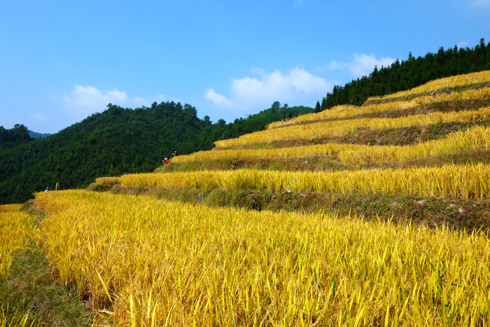 活力广东心悦之旅希望的田野醉美的梯田