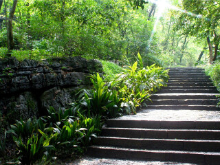 安溪桫椤谷风景区