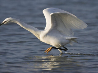 泗洪白鹭保护区
