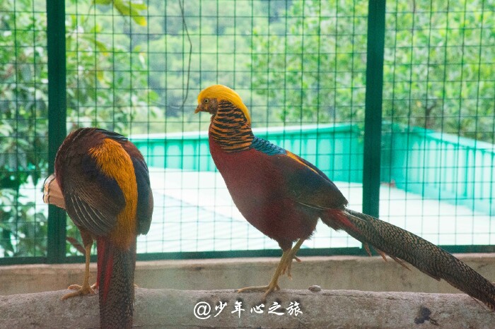 童话伊甸园,梦开始的地方——东莞龙凤山庄