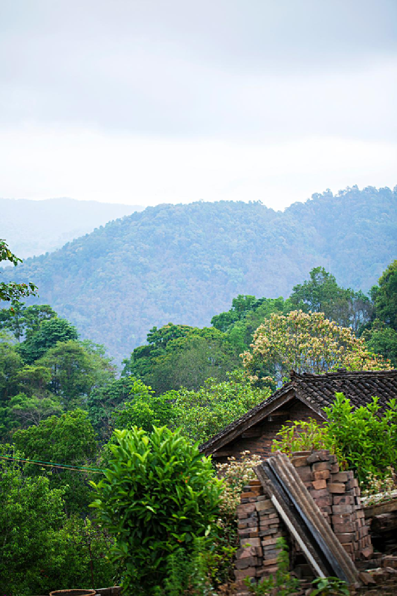 【易武茶之旅】route 1 高山寨,易武镇近郊茶山游