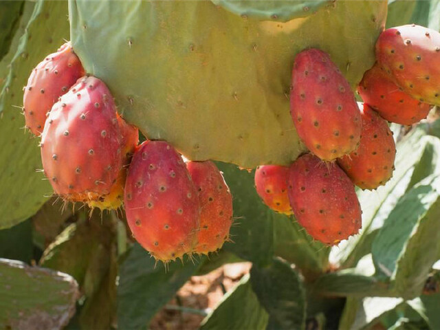 秘鲁购物攻略_秘鲁特产购不停-途牛出游榜