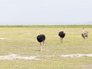 安博塞利国家公园