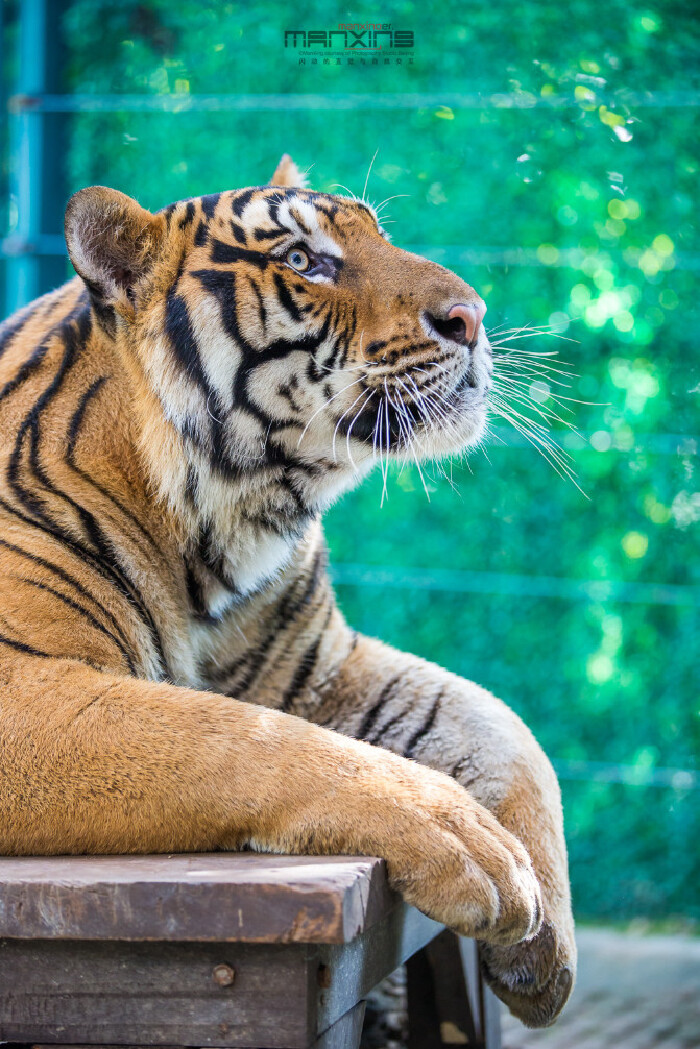 最享微笑之旅,百张美图话"泰北玫瑰"4天3晚深度游