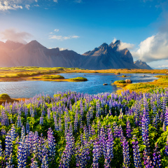 Blooming lupine flowers on the Stokksnes headland on the southeastern Icelandic coast. Iceland, Europe. Artistic style post processed photo.