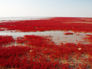 红海滩
