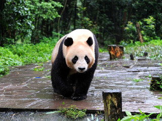 雅安碧峰峡自然风景区