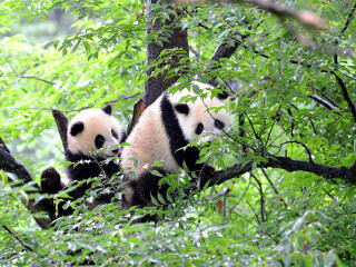 雅安碧峰峡自然风景区