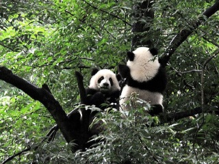 雅安碧峰峡自然风景区