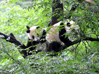 雅安碧峰峡自然风景区