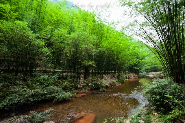 在溪边,在路旁,我们看到最多的就是这种一丛一丛的翠竹.