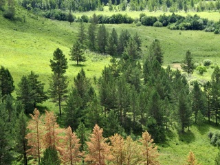 红花尔基樟子松国家森林公园