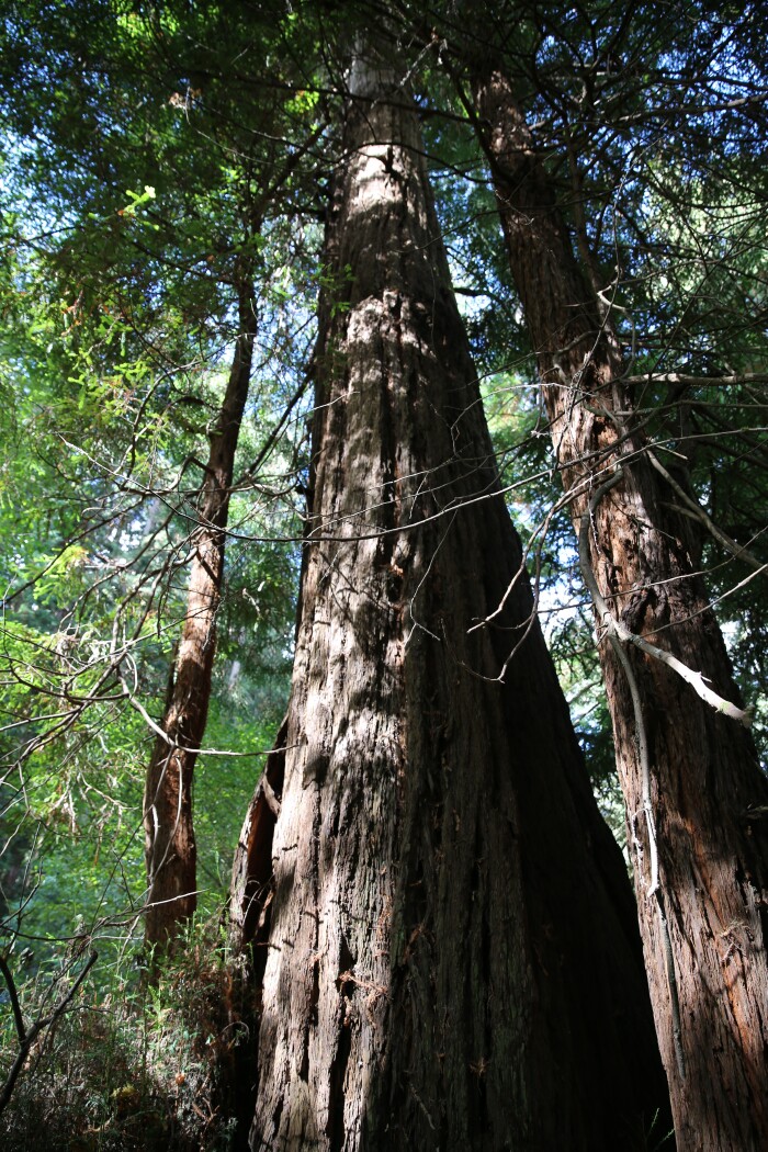 近海处是大面积的海岸红杉,向内陆延伸后则以山脉红杉为主.