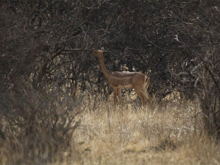 桑布鲁国家自然保护区